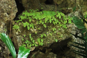 Monophyllaea chinii, dense population on vertical shaded karst, Bantimurung, South Sulawesi