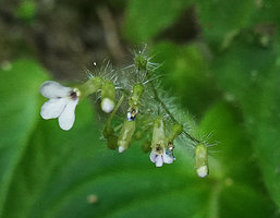 Monophyllaea chinii, flowers with densely hairy, hirsute calyx, Bantimurung, South Sulawesi