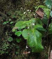 Monophyllaea chinii, hairy flowering individuals, Bantimurung, South Sulawesi