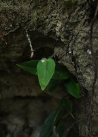 Monophyllaea chinii, one flowering individual, Bantimurung, South Sulawesi