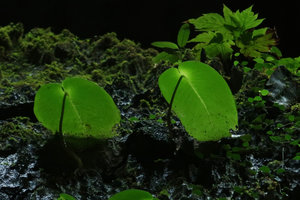 Monophyllaea glauca, leaf blade transparency at Clearwater cave entrance, Gunung Mulu NP, Sarawak, Borneo