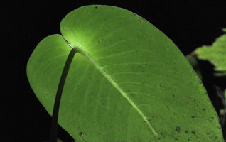 Monophyllaea glauca, macrocotyledon transparency, Clearwater Cave entrance, Gunung Mulu NP, Sarawak, Borneo