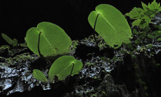 Monophyllaea glauca, macrocotyledon transparency, Clearwater Cave, Gunung Mulu NP, Sarawak, Borneo