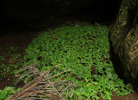 Monophyllaea hirticalyx, bright green iridescence in the seedlings in the deep shade of a cave entrance, Banjaran, Ipoh, Malaysia