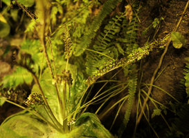 Monophyllaea horsfieldii, seeds germinating inside the upwards opening rain splash seed dispersal capsule