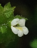 Monophyllaea merrilliana, flower at anthesis, Wara Barat, Palopo, South Sulawesi