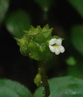 Monophyllaea merrilliana, inflorescence and flower at anthesis, Wara Barat, Palopo, South Sulawesi