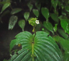 Monophyllaea merrilliana, inflorescence, Wara Barat, Palopo, South Sulawesi