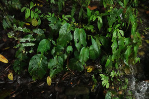Monophyllaea merrilliana on seeping rock close to a forest small waterfall, Wara Barat, Palopo, South Sulawesi