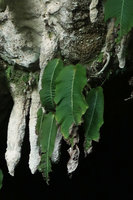 Monophyllaea pendula individuals flowering on stalactites at Clearwater cave entrance, Gunung Mulu NP, Sarawak, Borneo
