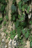 Monophyllaea pendula individuals on stalactites at Clearwater cave entrance, Gunung Mulu NP, Sarawak, Borneo