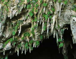 Monophyllaea pendula, much less dense population in August 2018 on stalactites at the Clearwater cave entrance, Gunung Mulu NP, Sarawak, Borneo