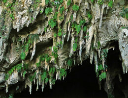 Monophyllaea pendula on stalactites at a cave entrance, Gunung Mulu NP, Borneo, photo by Patrick Blanc, an inspiration for the new Dreamscape Garden at Changi T 2