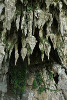 Monophyllaea pendula on stalactites at Clearwater cave entrance, Gunung Mulu NP, Sarawak, Borneo