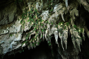Monophyllaea pendula population on stalactites at the Clearwater cave entrance, Gunung Mulu NP, Sarawak, Borneo