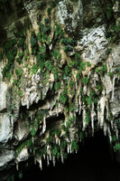 Monophyllaea pendula population , phyllomorphs hanging along the stalactites at Clearwater cave entrance, Gunung Mulu NP, Sarawak, Borneo