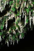 Monophyllaea pendula, solitary phyllomorphs hanging vertically along stalactites at Clearwater cave entrance, Gunung Mulu NP, Sarawak, Borneo