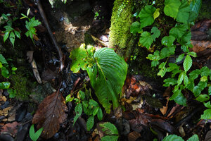 Monophyllaea ramosa, Elatostema sinuatum and Begonia muricata on mossy rock, Manusela NP, 500 m asl, Seram, Moluccas