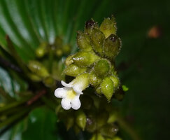 Monophyllaea ramosa, flower at anthesis, Manusela NP, 500 m asl, Seram, Moluccas