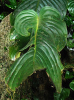 Monophyllaea singularis, macrocotyledon with apical, downward oriented, seasonal laminar abscission line, Bau, Sarawak, Borneo