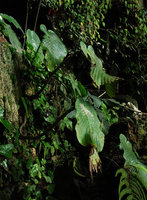 Monophyllaea singularis population, each macrocotyledon with apical, downward oriented, seasonal laminar abscission line, Bau, Sarawak, Borneo