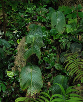 Monophyllaea singularis, population on vertical limestone cliff, each macrocotyledon with apical, downward oriented, laminar abscission line, Bau, Sarawak, Borneo