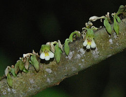 Monophyllaea singularis, two flowers at anthesis and maturing capsules, Bau, Sarawak, Borneo