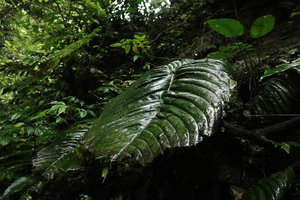 Monophyllaea sp., decaying apical part of the macrocotyledon, Sarambu Sikore waterfall, Tana Toraja, South Sulawesi