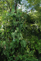 Monstera dubia, adult phase climbing along tree trunk, Osa Peninsula, Costa Rica