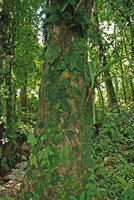 Monstera dubia, juvenile phase with appressed shingle leaves and transition to adult phase with detached leaves, Osa Peninsula, Costa Rica