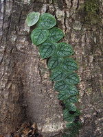 Monstera dubia, shingle appressed silver mottled leaves of juvenile form, Inkaterra, Madre de Dios, Peru