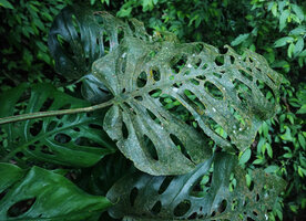 Monstera siltepecana, adaxial leaf surface, Finca el Pilar, Antigua, Guatemala