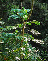Monstera siltepecana, adult flowering individual with highly perforated leaves, Finca el Pilar, Antigua, Guatemala