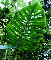Monstera siltepecana, adult highly perforated abaxial leaf surface, Finca el Pilar, Antigua, Guatemala