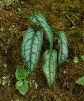 Monstera siltepecana, juvenile climbing on mossy rock with silvery splashed entire leaves, Ram Tzul Natural Reserve, Baja Verapaz, Guatemala