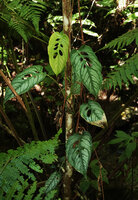 Monstera siltepecana, post juvenile individual with silver splashed leaves and first lateral perforations, Ram Tzul Natural Reserve, Baja Verapaz, Guatemala