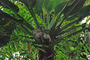 Monstera standleyana, leaf blade shade avoidance through petiole torsion, Tenorio, Costa Rica