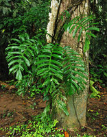 Monstera tenuis, La Selva, Costa Rica
