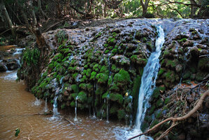 Mosses, algae and carbonate minerals creating small travertine mushroomm structures in a forest cascade, Blyde River Canyon, Mpumalanga, South Africa