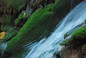 Mosses in a travertine forest cascade, Blyde River Canyon, Mpumalanga, South Africa