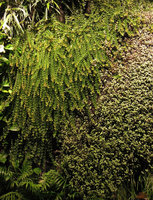 Mossy Dischidia ruscifolia and Callisia repens on the Vertical Garden, Sofitel Palm Jumeirah, Dubai