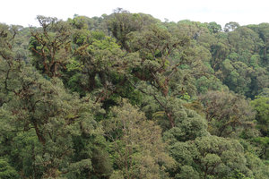 Mossy forest canopy, Doi Inthanon NP, 2300 m asl, Thailand