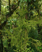 Mossy forest, Sierra do Mar, Curitiba, Brazil