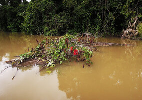 Mucuna bennettii flowering just above the water surface, Karawari river, Sepik, Papua New Guinea