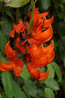 Mucuna bennettii, flowers along the river, Karawari, Sepik, Papua New Guinea