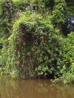 Mucuna bennettii in its riparian forest habitat, Karawari, Sepik, Papua New Guinea