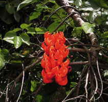Mucuna bennettii in its swamp forest habitat, an inflorescence, Karawari, Sepik, Papua New Guinea