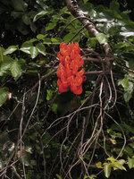 Mucuna bennettii in its swamp forest habitat, inflorescence, Karawari, Sepik, Papua New Guinea