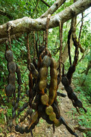 Mucuna macrocarpa, giant hanging articulated pods, Khun Chae NP, Thailand