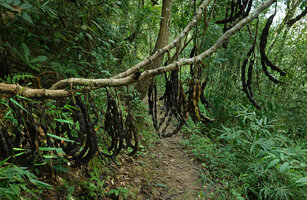 Mucuna macrocarpa with giant hanging blackish pods, Khun Chae NP, Thailand
